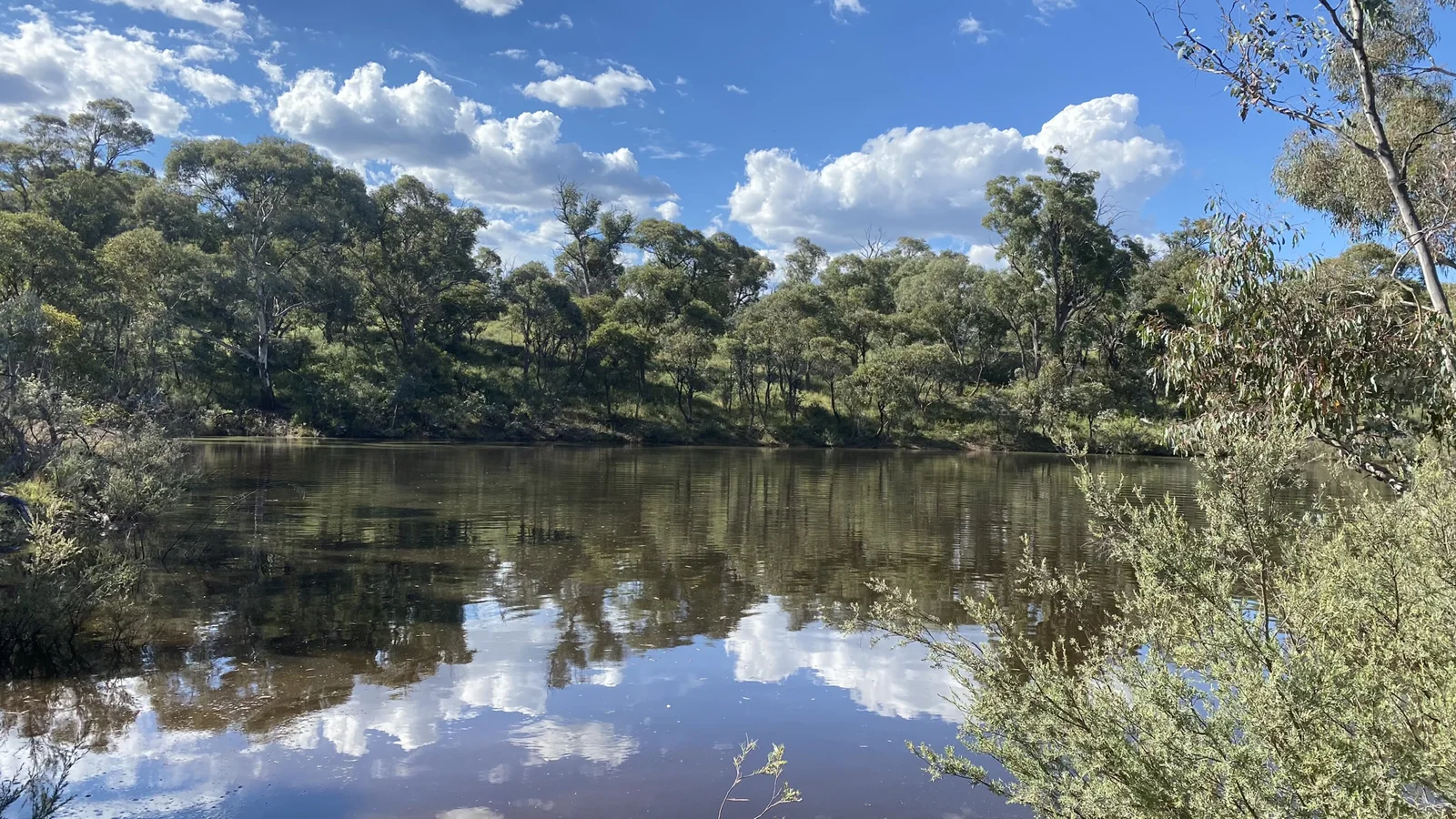 Trees reflected in a dam on the property